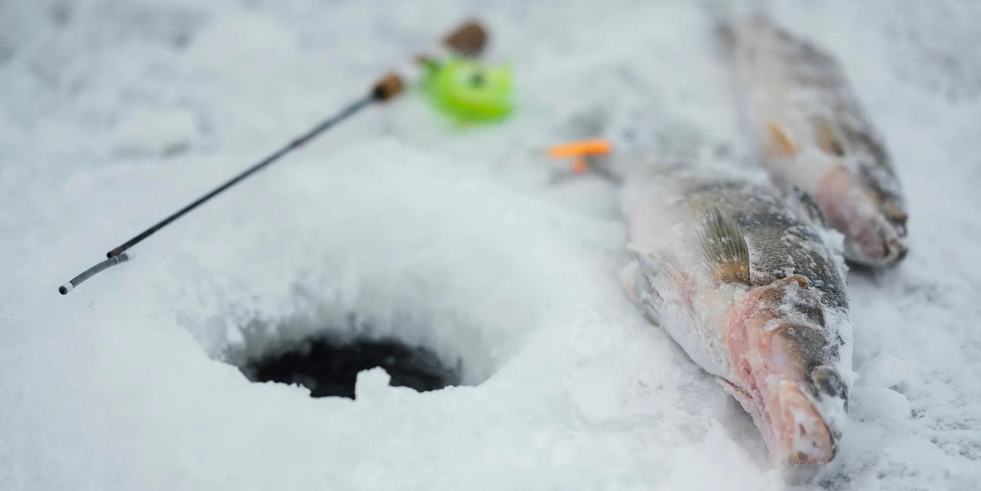  Hookvanareli  — Dominando la pesca en hielo